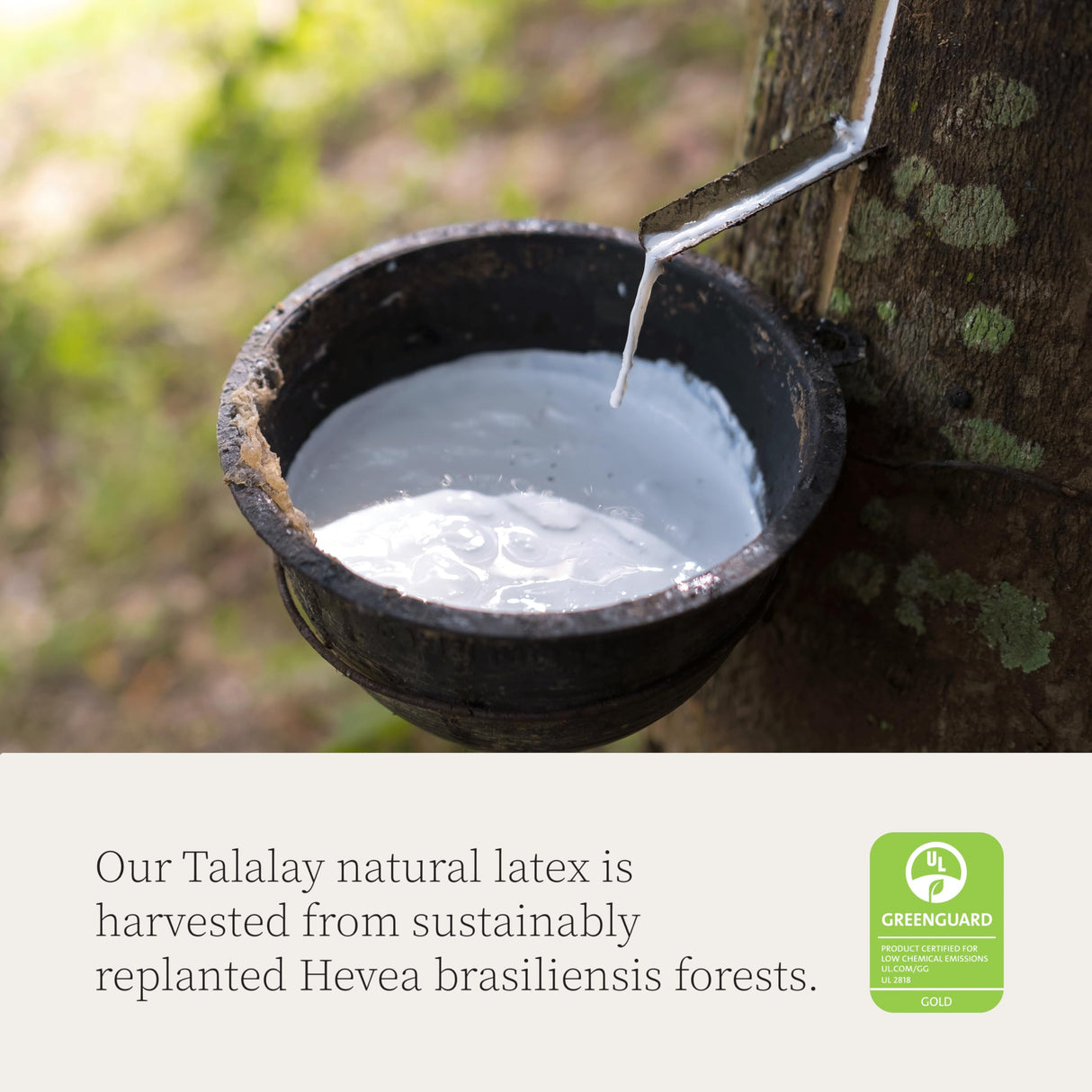 Adjustable Latex Pillow Queen, with Talalay Latex & Microfiber Fill