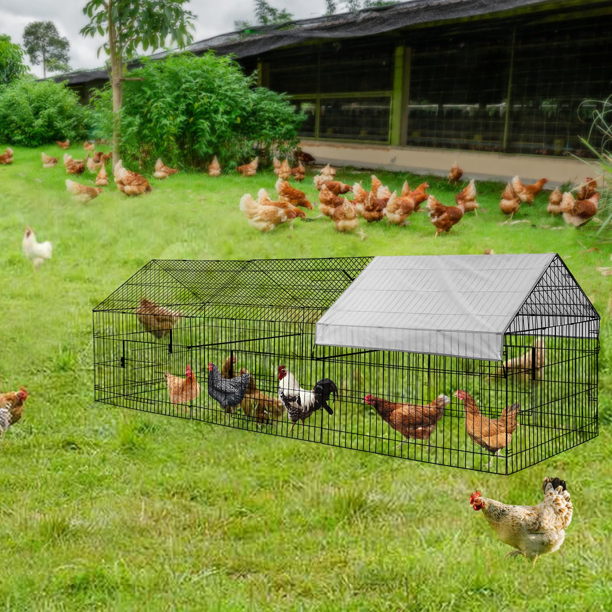 IronNest Compact Metal Chicken Cage with UV-Resistant Weatherproof Cover