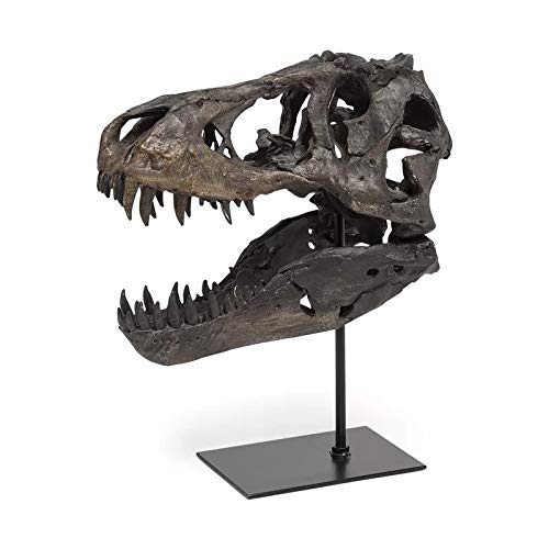 T Rex Skull, Dinosaur Bones Resin Replica Head Sculptures
