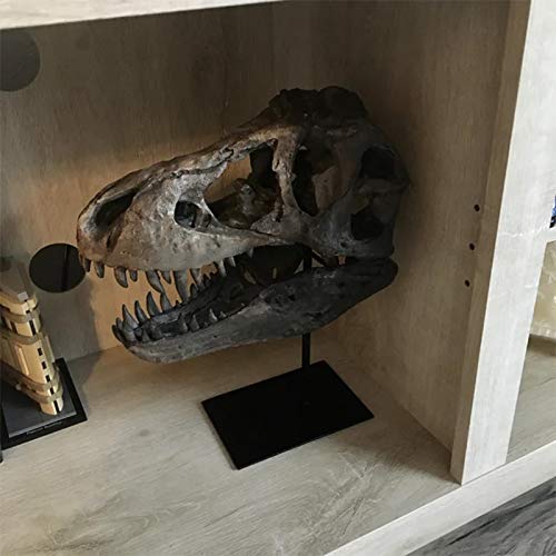 T Rex Skull, Dinosaur Bones Resin Replica Head Sculptures