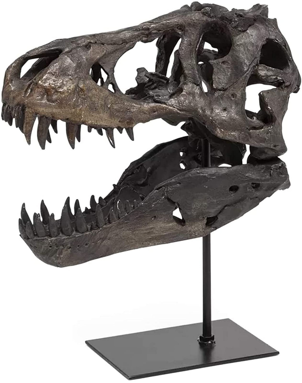 T Rex Skull, Dinosaur Bones Resin Replica Head Sculptures