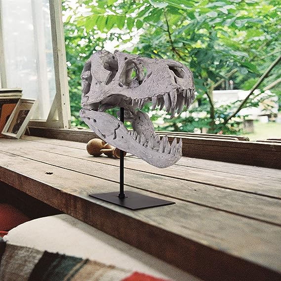 T Rex Skull, Dinosaur Bones Resin Replica Head Sculptures