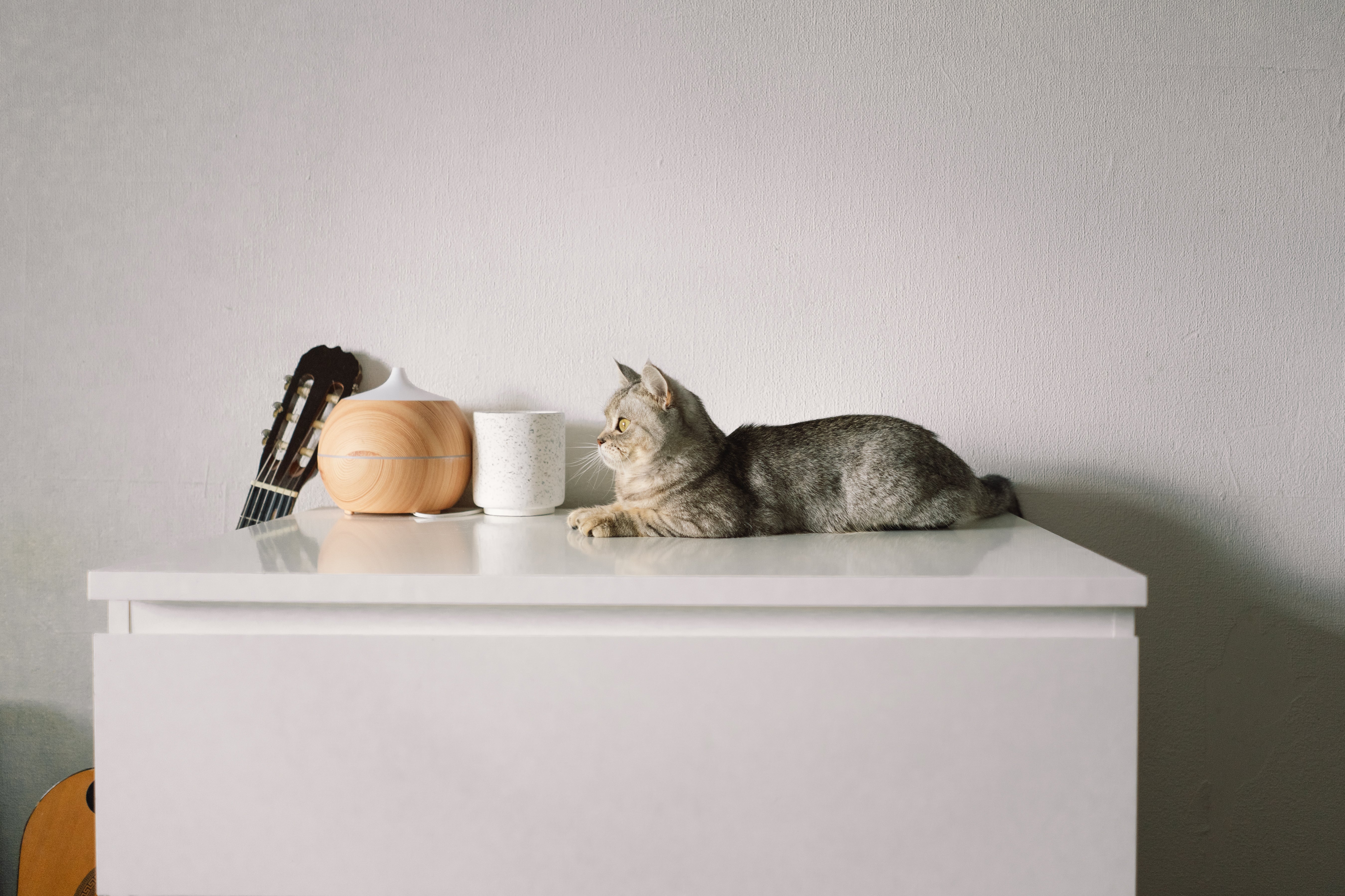 Cat Supplies - Bircata