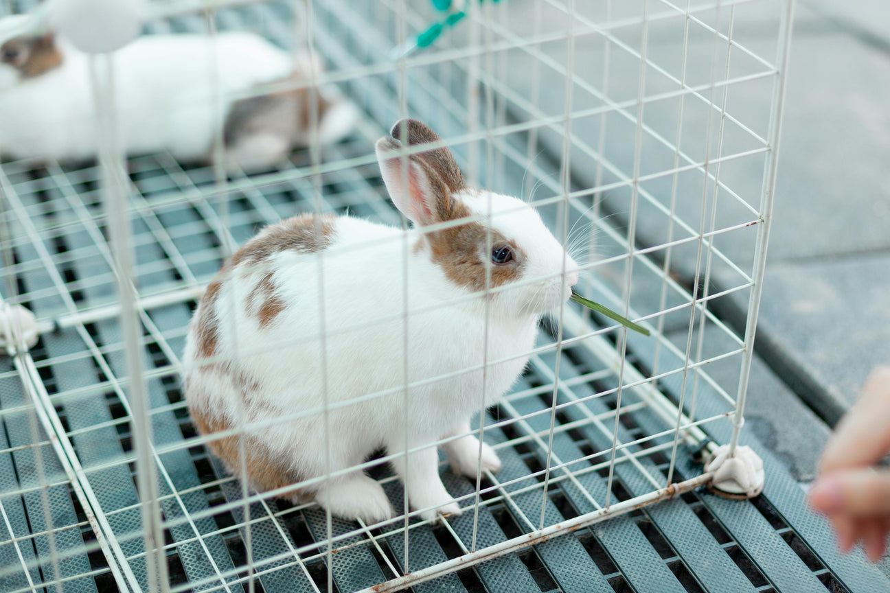 Rabbit Hutches