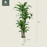 Artificial Dracaena Tree 6ft, Tall Fake Dracaena Plants with White Planter