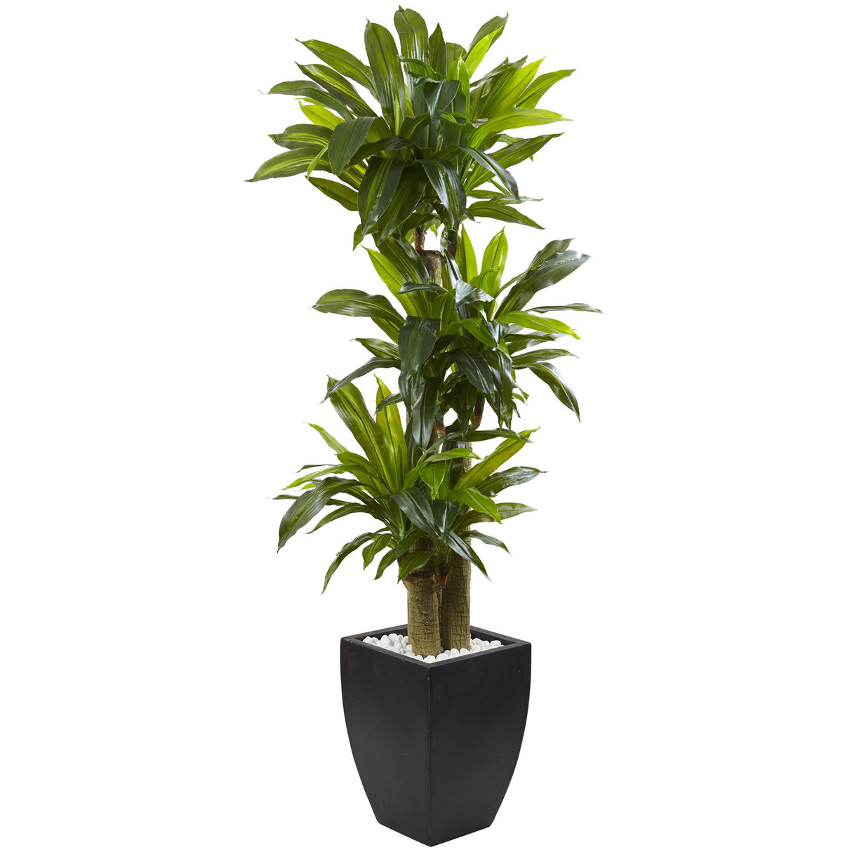 5.5ft. Corn Stalk Dracaena with Black Wash Planter