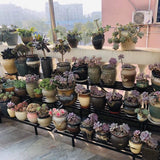 Heavy Duty 3 Tier Plant Stand for Home, Garden, Plant Lovers,Metal Storage