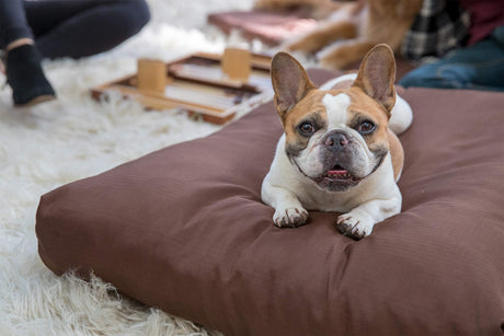 Tough Rectangle Pillow Small Dog Bed - Removable Cover, Washable