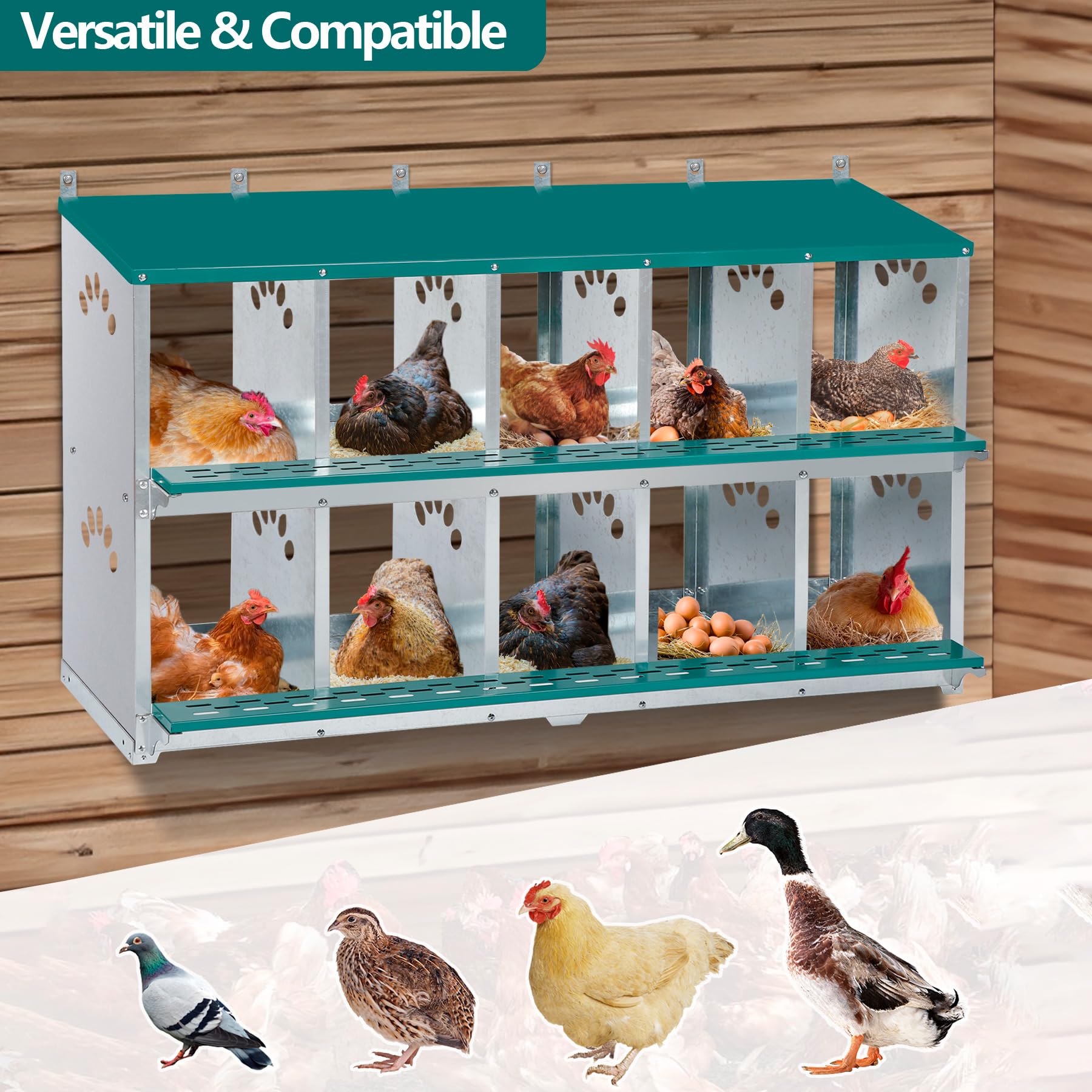 Chicken Nesting Box, 10 Compartment Nesting Box, 10 Room Metal Nesting Boxes