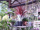 Hyper Realistic Big Red Artificial Aloe Vera Plant 26 Inches Tall.