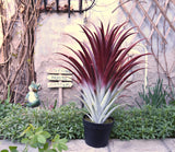 Hyper Realistic Big Red Artificial Aloe Vera Plant 26 Inches Tall.