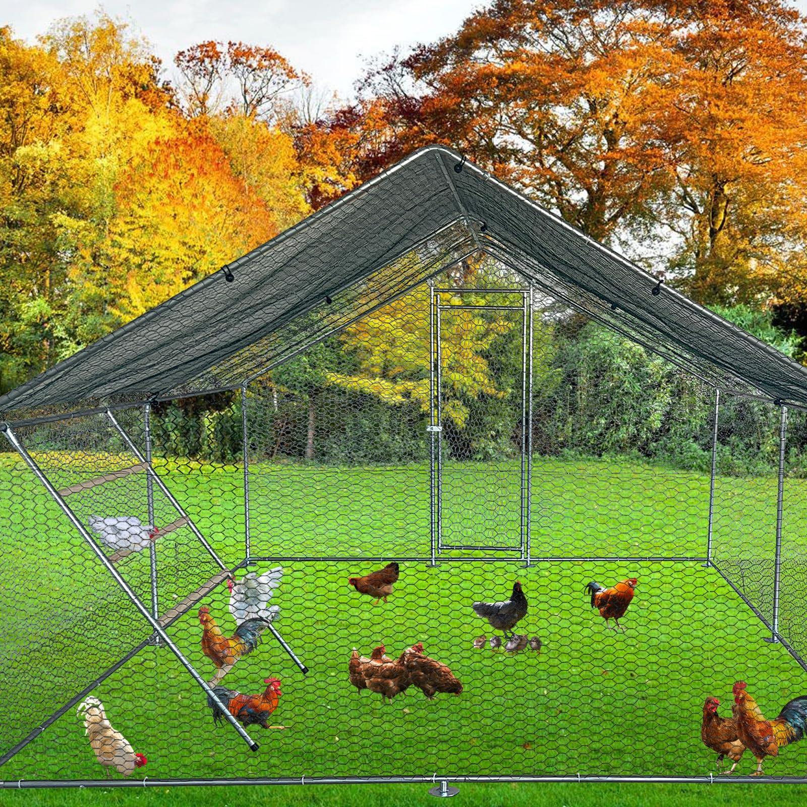 PerchPro XL Chicken Roost – Galvanized Pipe & Wood Perch for Metal Coops