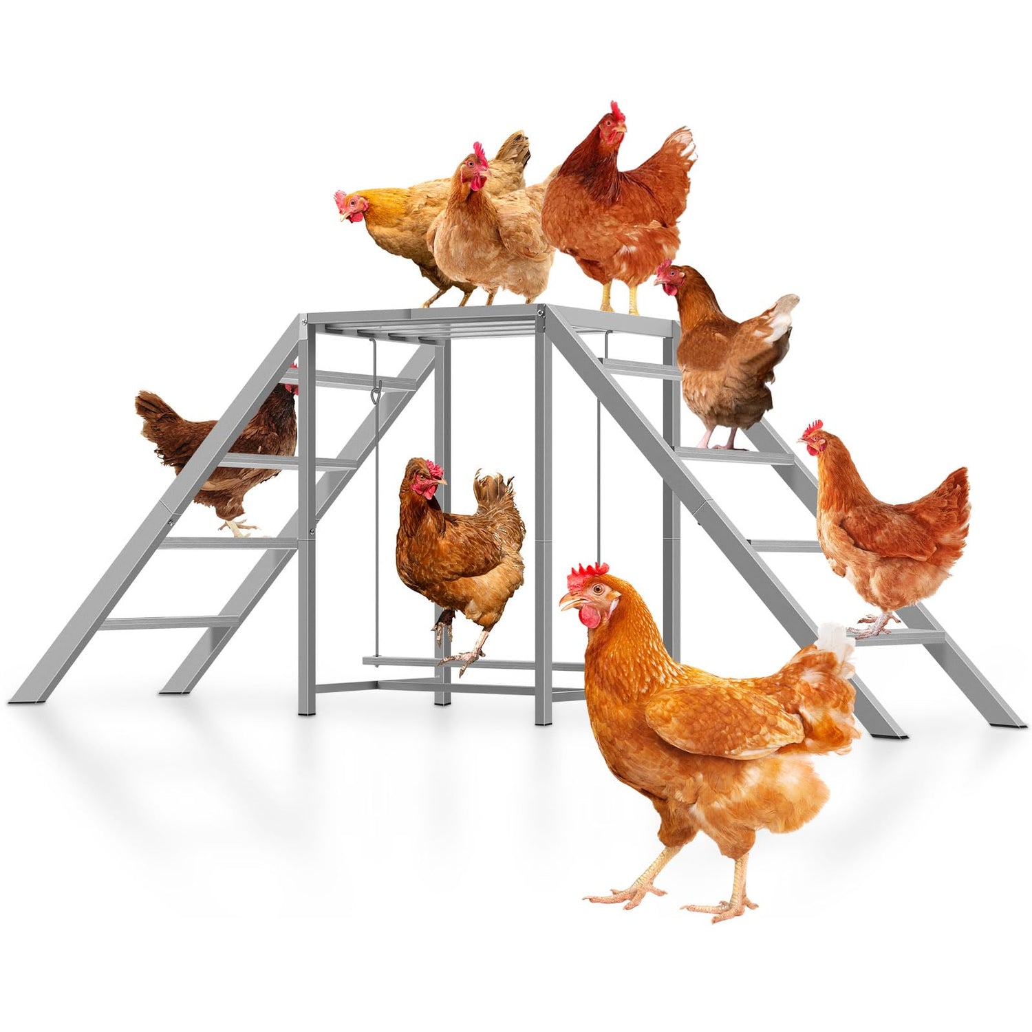 outdoor and indoor chicken playground for 8–10 chickens