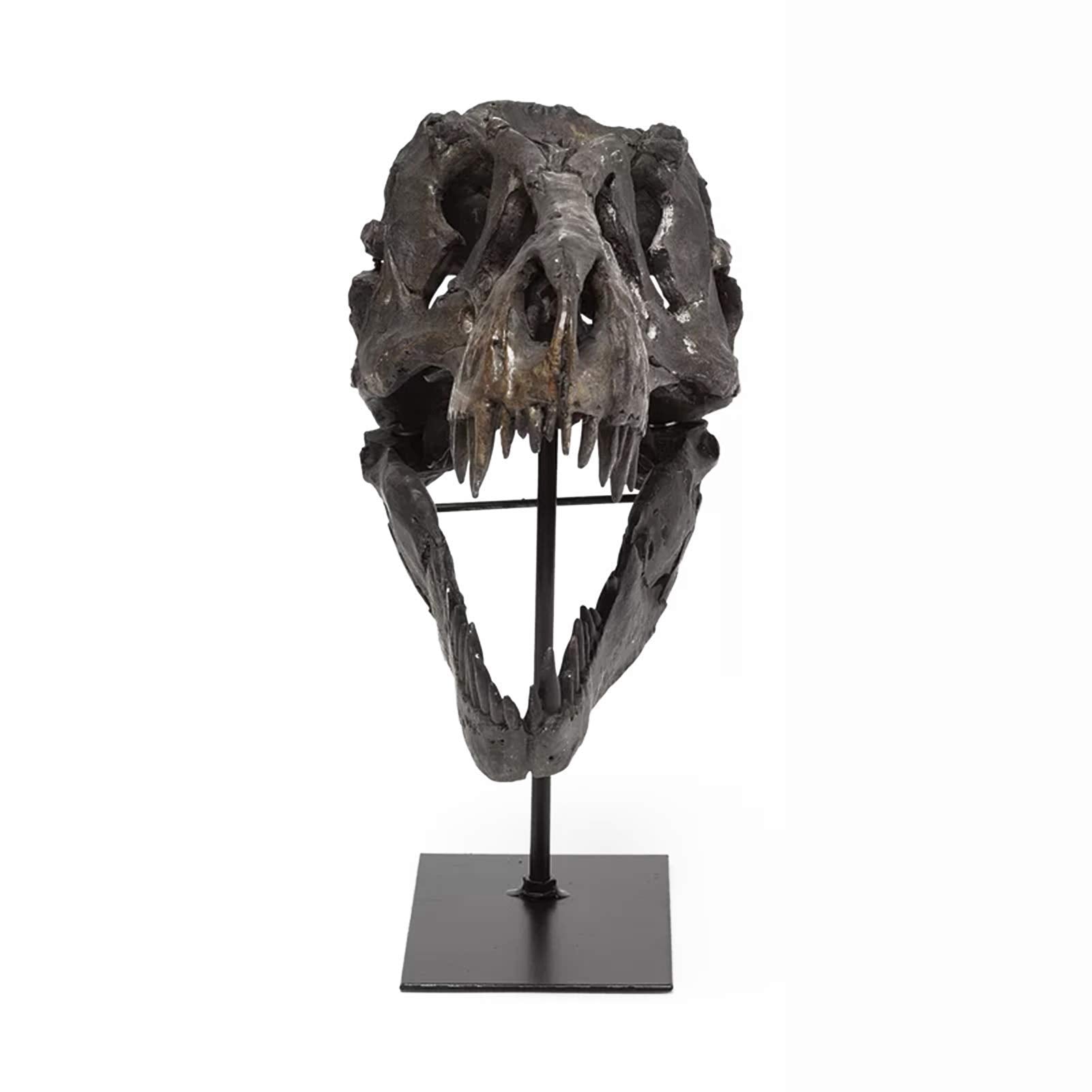 T Rex Skull, Dinosaur Bones Resin Replica Head Sculptures