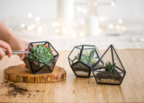 Artificial Succulent in 3 Pack Mini Glass Geometric Terrarium