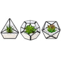Artificial Succulent in 3 Pack Mini Glass Geometric Terrarium Potted  Plant
